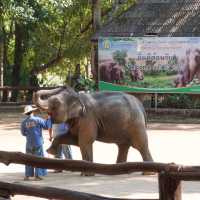 พามาดูช้างที่ ‘ศูนย์อนุรักษ์ช้างไทย’🐘🐘