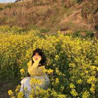 제주 애월 유채꽃이 가득한, 한담해안산책로 🌼