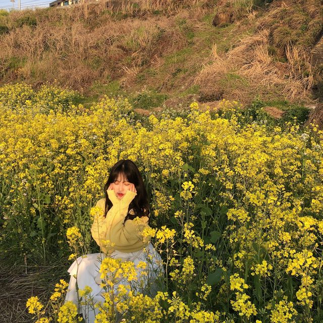 제주 애월 유채꽃이 가득한, 한담해안산책로 🌼