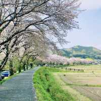 【埼玉観光】桜と菜の花のコントラストは最高。