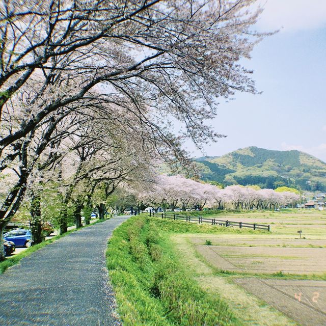 【埼玉観光】桜と菜の花のコントラストは最高。