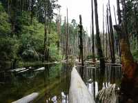 南投原始自然森林人間仙境｜忘憂森林，杉木林矗立在水中超級美麗