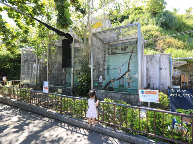 오키나와 코도모노쿠니 동물원