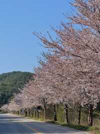화진포 둘레길 🌸 벚꽃으로 가득한 길