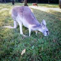 Conservation and A Zoo All In One