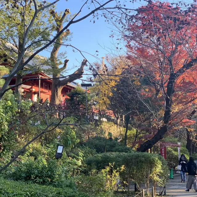 紅葉の上野公園はとても綺麗！