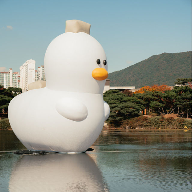 김해에도 거대한 오리가떳다!!