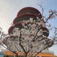 天元宮後山櫻花園區