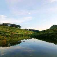 natural morning walk in palm oil plantation 