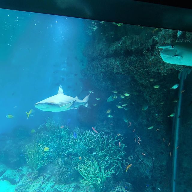 #aquamarine science museum🐠🐬🐳🐡