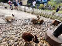 🐇 ร้านโพรงกระต่าย Rabbit Hole AT Phuket🐇