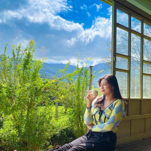 푸르른 녹차밭 뷰 , 하동 매암제다원🌿