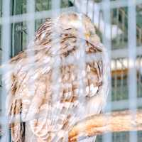 冬の円山動物園・フクロウとタカの森