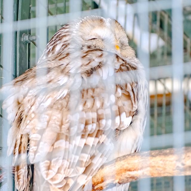 冬の円山動物園・フクロウとタカの森