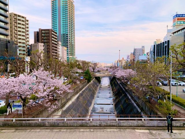 神戸　SAKURA桜めぐり❗️JR新神戸駅前の桜に感動❗️