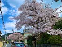 京都　SAKURA 桜めぐり❗️JR山科駅〜毘沙門堂まで散策してみた！