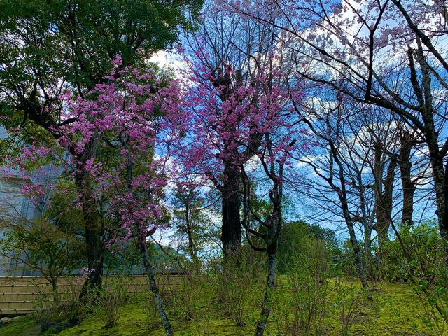 京都　SAKURA 桜めぐり❗️永観堂の桜に感動❗️