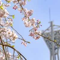横浜公園の桜景色