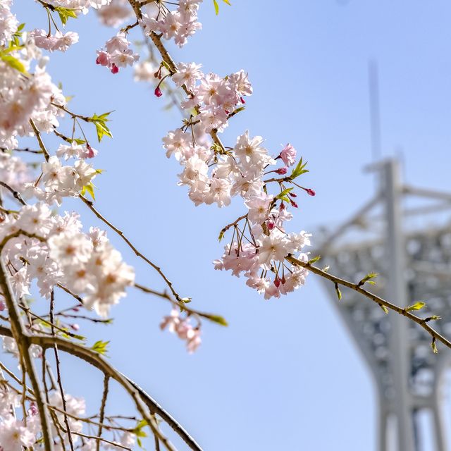 横浜公園の桜景色
