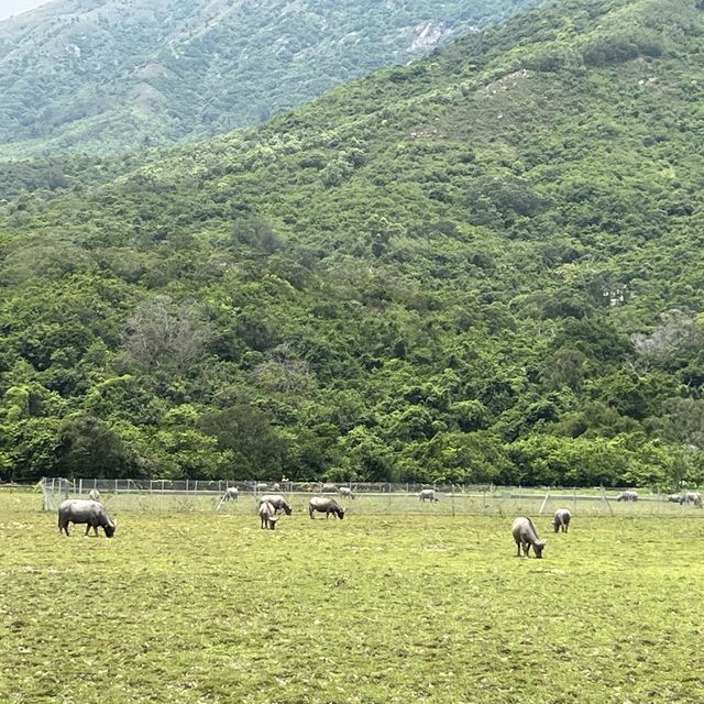 隱藏在南大嶼山的一處秘景㊙️