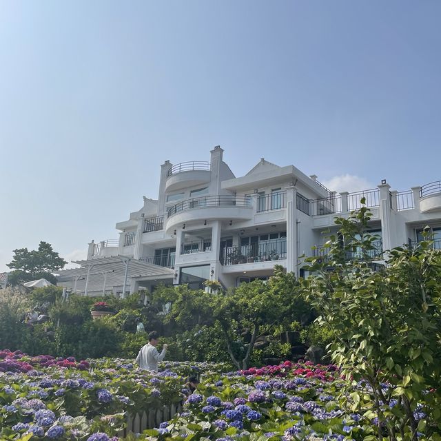 제주도 꽃구경 하기 좋은 카페 마노르블랑!