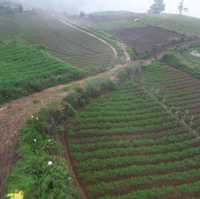 Rice Farm from Above