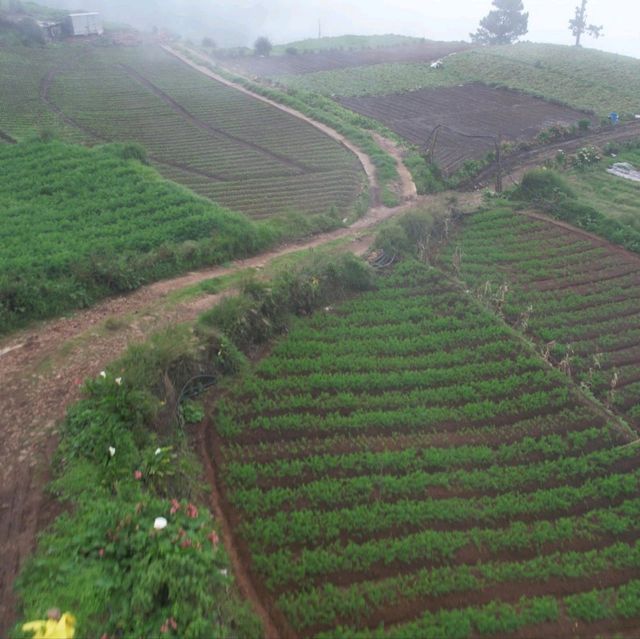 Rice Farm from Above