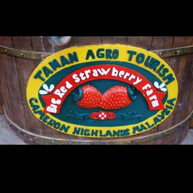 The Big Red Strawberry Farm At Cameron