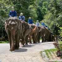 แนะนำกิจกรรมดีๆ ที่ศูนย์อนุรักษ์ช้างไทย จ.ลำปาง 🐘