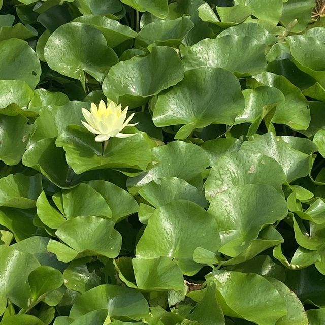 Sarnath : Where Buddha delivered 1st sermon