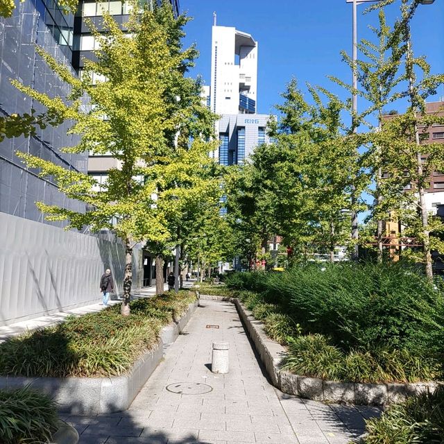 大阪！さすが御堂筋の銀杏並木