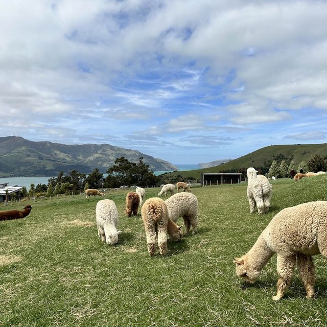 NZ_Akaroa Shamarra Alpacas