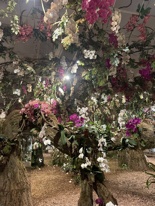Pameran Hutan Seoul🌸 Timbota Mustard Blue ‘Hutan Eksplorasi’