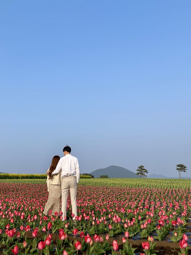 제주 보롬왓, 튤립 꽃밭에서 인생샷 어때요🌷📷