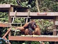 Semenggoh Nature Reserve - Kuching, Malaysia 