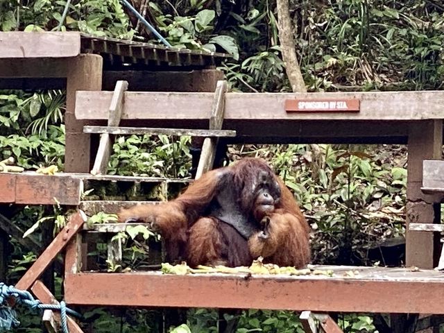 Semenggoh Nature Reserve - Kuching, Malaysia 