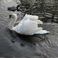 #park #nature #swans #familyday