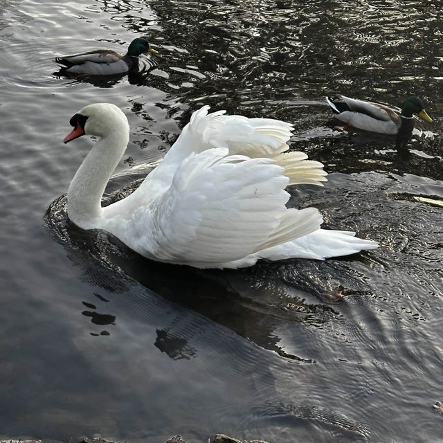 #park #nature #swans #familyday