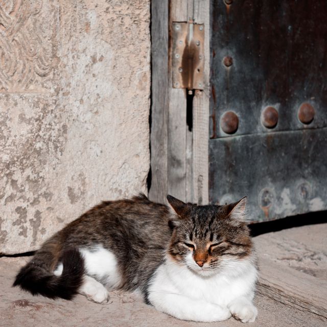 Fluffy friends of Ananuri Fortress