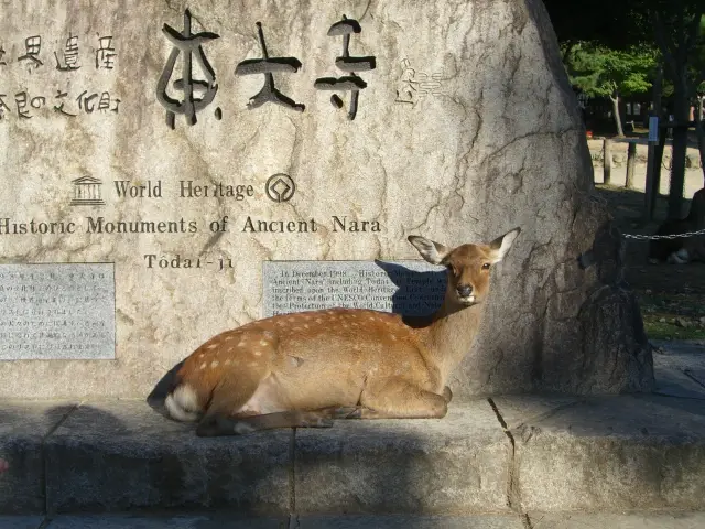 奈良公園の鹿たち
