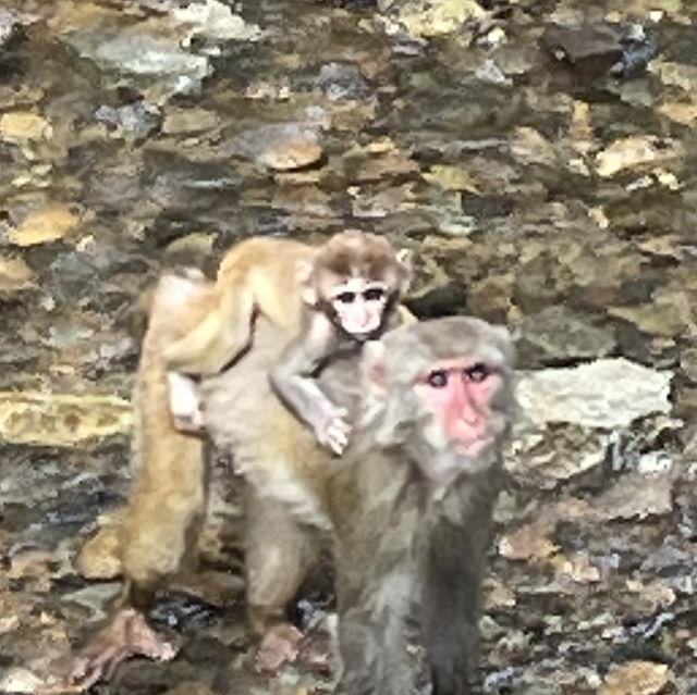 Primeval Forest Park - Xishuangbanna 