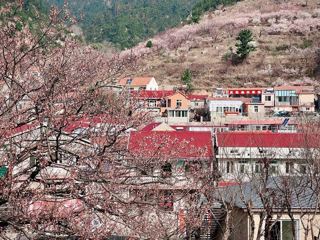 엄청난 규모의 벛꽃과 산중마을의 조화, 북구수(北九水)