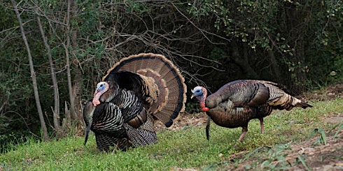 FREE Seminar - Introduction to Turkey Hunting - Open to all ages | Cabela's, Cabelas Drive, Fort Mill, SC, USA