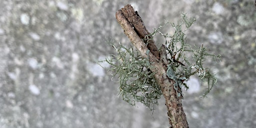 Learn how to become a “local field naturalist” / Convergences workshop | Incinerator Art Space