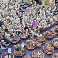 福祥仙人掌🌵多肉植物園-佔地超大、品種超多的多肉世界