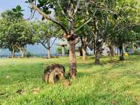 嘉義大埔景點-河濱公園鐵達尼號瞭望台