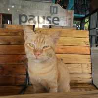 PAUSE Resort & Bar