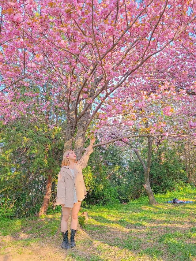 부산 민주공원, 겹벚꽃 명소 추천