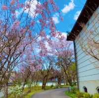 京都　SAKURA 桜めぐり❗️永観堂の桜に感動❗️