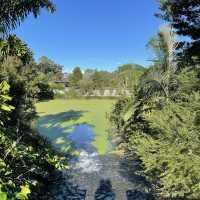 보타닉가든-마운틴쿠사 : Brisbane Botanic Gardens